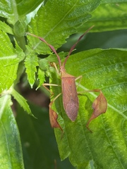 Chondrocera laticornis