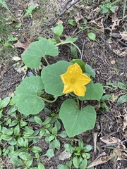 Cucurbita maxima
