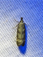 Dichomeris inversella