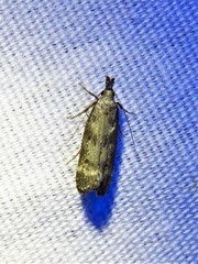 Dichomeris inversella