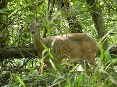 Odocoileus virginianus