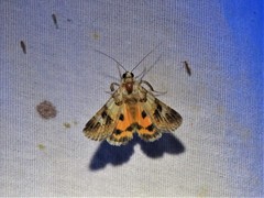 Drasteria ingeniculata