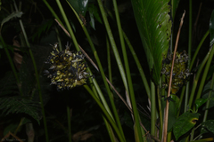 Goeppertia monophylla