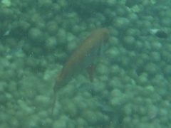 Priacanthus