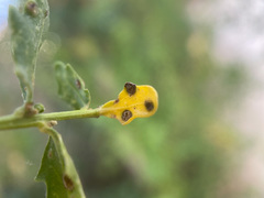 Aceria baccharipha