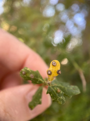 Aceria baccharipha