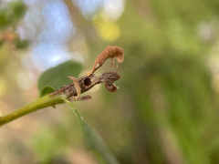 Rhopalomyia baccharis