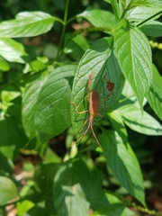 Chondrocera laticornis