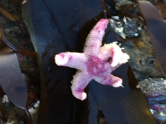 Leptasterias hexactis