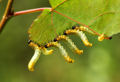 Pristiphora conjugata