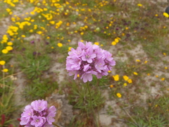Armeria maritima californica