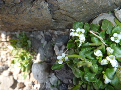 Cardamine changbaiana