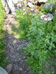 Lilium washingtonianum