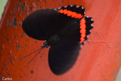 Biblis