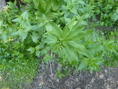 Lilium washingtonianum