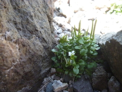 Cardamine changbaiana