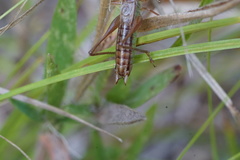 Conocephalus saltans
