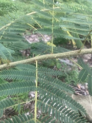 Albizia julibrissin