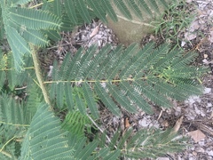 Albizia julibrissin