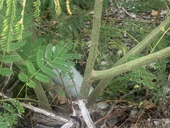 Albizia julibrissin