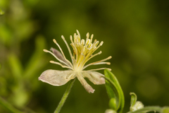 Clematis drummondii