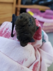 Myotis mystacinus