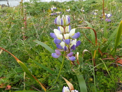 Lupinus variicolor