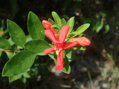 Ruellia angustior