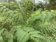 Ailanthus altissima