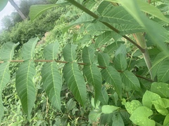Ailanthus altissima
