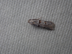 Symmocoides oxybiella