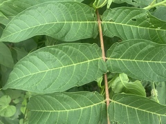 Ailanthus altissima