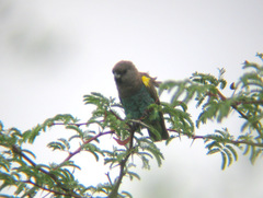 Poicephalus meyeri damarensis