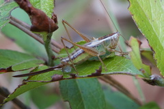 Conocephalus saltans