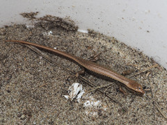 Oligosoma smithi