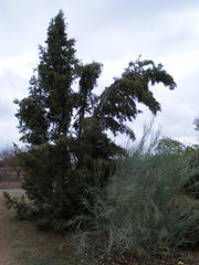 Cupressus dupreziana