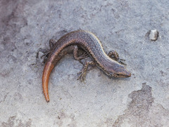 Oligosoma smithi