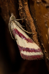 Microtheoris vibicalis
