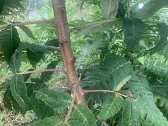 Rhus glabra