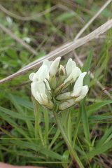 Oxytropis sordida
