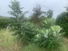 Rhus glabra