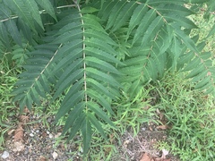 Rhus glabra