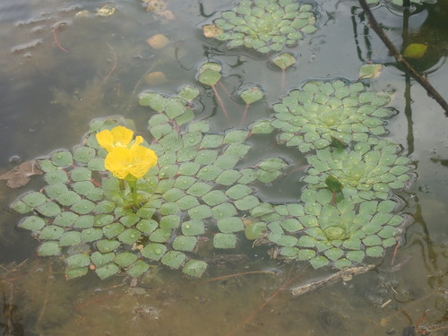 Ludwigia sedioides, photograph 3