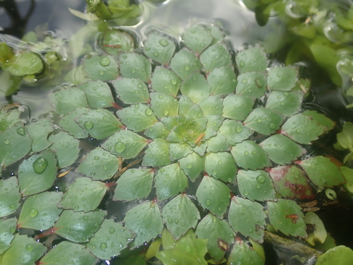 Ludwigia sedioides, photograph 4