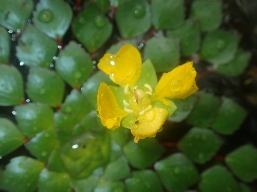 Ludwigia sedioides, photograph 5
