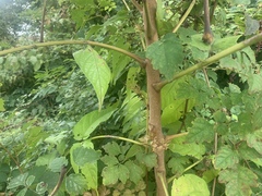 Ailanthus altissima