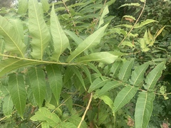 Ailanthus altissima