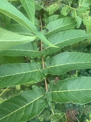 Ailanthus altissima