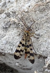 Panorpa meridionalis