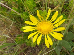 Grindelia stricta platyphylla